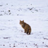 Easy to catch, yet little known: Meet the Chinese mountain cat