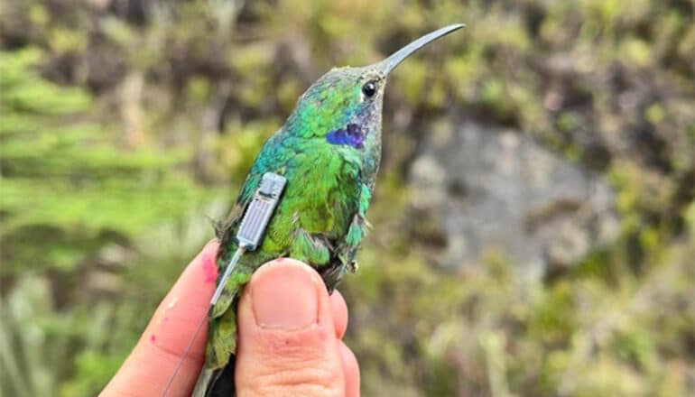 Tiny ‘backpacks’ aid hummingbird conservation