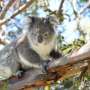 Carbon credits scheme failing threatened species, says study