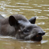 Indigenous guardians embark on a sacred pact to protect the lowland tapir in Colombia