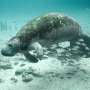 Untreated sewage and fertilizer runoff threaten the Florida manatee’s main food source, contributing to malnutrition