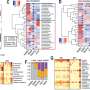 Microbiome changes in chronic liver disease highlight need for personalized treatment