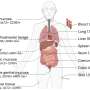 New thesis on MAIT cells provides insights into immunity and COVID-19