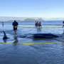 New Zealanders save more than 30 stranded whales by lifting them on sheets