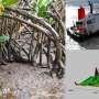 Oil spill still contaminating sensitive Mauritius mangroves three years on