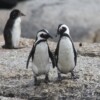 Population crash means African penguins are now critically endangered