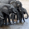 African elephants declining — but some areas show promise