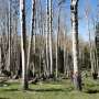 Study shows climate change is hindering aspen tree maturity