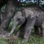 Critically endangered Sumatran elephant calf born in Indonesia