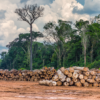 Loggers and carbon projects forge odd partnerships in the Brazilian Amazon