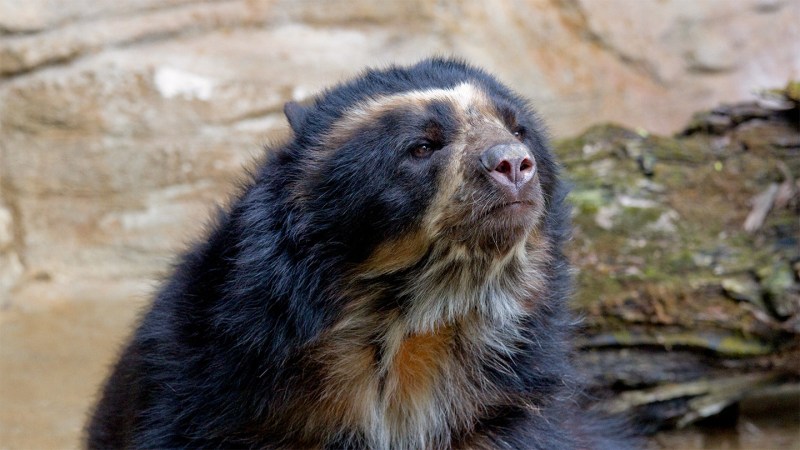 New videos reveal the hidden lives of Andean bears