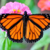 Monarch butterflies proposed for U.S. federal protection