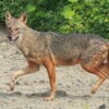 Golden jackals thrive in mangroves of Indian megacity Mumbai: Study