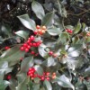 From Christmas trees to mistletoe: Holiday plants facing threats