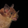 Brazil natural landscape degradation drives toxic metal buildup in bats