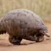 Nigerian authorities seize 2 metric tons of pangolin scales, arrest 1 suspect