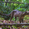 Clouded leopard sighting raises questions about conservation and research in Bangladesh