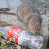 Coca-Cola cuts back on reusable plastic pledge