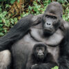 Armed conflict, not Batwa people, at heart of Grauer’s gorillas’ decline in DRC park