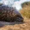 A universal tagging system for pangolins, world’s most trafficked mammal