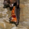 Great Himalayan leaf-nosed bat finally confirmed in Bangladesh