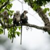 Tonkin sub-nosed monkeys were found in only two places on Earth. Now it’s one