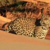 Jaguar tracks still stained with blood in Bolivia