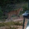 A deadly parasite turns jaguar conservation into a human health priority