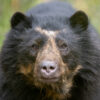 ‘Bear’s-eye camera’ reveals elusive Andean bear cannibalism and treetop mating