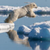 As polar ice caps melt, how are ‘Christmas animals’ faring?