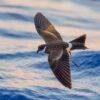 Endangered seabirds return to Pacific island after century-long absence