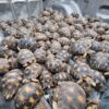 Tortoise protection culture prompts efforts to curb trafficking in Madagascar