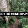 Rainforest Outlook 2025: Storylines to watch as the year unfolds