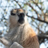 Gum-eating Tanzanian monkey is AWOL, fueling extinction fears