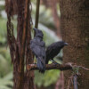 Five Hawaiian crows released into forest after decades of extinction in the wild