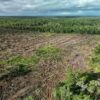 Indonesia risks carbon ‘backfire’ with massive deforestation for sugarcane