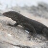 Almost extinct Caribbean lizard makes a comeback after island restoration