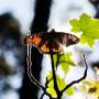 US moves to save once-common monarch butterflies from extinction