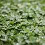 Study assesses the benefits of alfalfa-almond intercropping