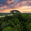 The Amazon in 2025: Challenges and hopes as the rainforest takes center stage