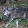 EU votes to weaken protection for European wolves