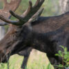 Why are Canadian moose declining? Interviews with Indigenous communities offer new clues