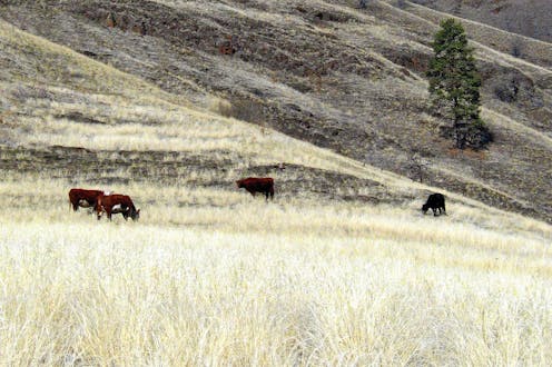 After wildfires, ranchers face 2-year delay to graze cattle on federal land – is it doing more harm than good?