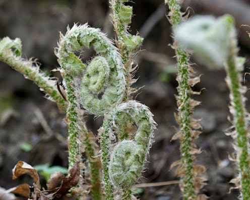 Ferns’ ability to evolve ‘backward’ offers insights into the meandering path of evolution