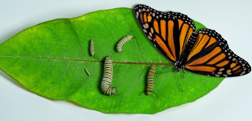 Federal protection for monarch butterflies could help or harm this iconic species, depending on how it’s carried out