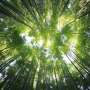 Microplastics disrupt terrestrial ecosystems, affecting plants and food webs