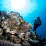 Giving coral reefs a fighting chance for survival with coral reef restoration