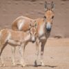 Asiatic wild asses return to Saudi Arabia after 100 years