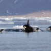 Killer whales have found new homes in the Arctic Ocean, potentially reshaping marine ecology