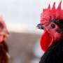 ‘Knocking on our door’: Experts warn of bird flu’s pandemic threat